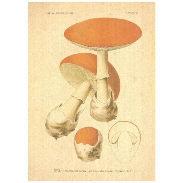 Flax Art Poster | Encyclopedia Mushroom A | FWP-AP-EN5A